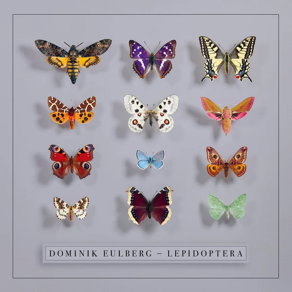 Dominik Eulberg Lepidoptera (!K7 Records)